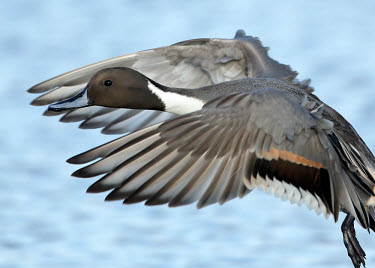 Northern pintail - UK in-air,in flight,flight,in-flight,flap,Flying,fly,in air,flapping,environment,ecosystem,Habitat,action,movement,move,Moving,in action,in motion,motion,blur,selective focus,blurry,depth of field,Shallo