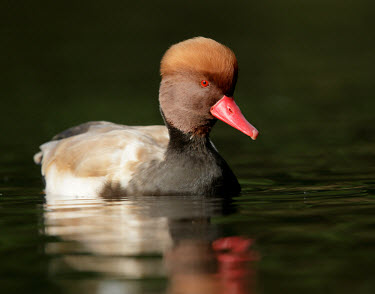 Red-crested pochard - UK coloration,Colouration,blur,selective focus,blurry,depth of field,Shallow focus,blurred,soft focus,face,environment,ecosystem,Habitat,colours,color,colors,Colour,Red,Red eyes,rouge,scarlet,crimson,Mou