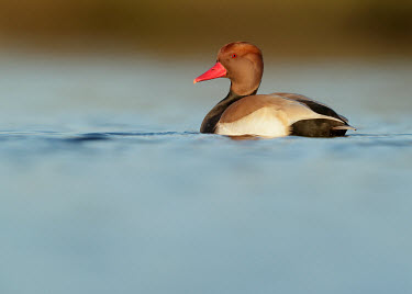 Red-crested pochard - UK rouge,Red,scarlet,crimson,Mouth,mouthpart,mouths,mouthparts,eyes,Eye,face,eye colour,Aquatic,water,water body,Bill,bills,Lake,lakes,Red eyes,colours,color,colors,Colour,fresh water,Freshwater,environm