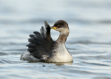 Red-necked grebe - UK fresh water,Freshwater,Aquatic,water,water body,blur,selective focus,blurry,depth of field,Shallow focus,blurred,soft focus,Lake,lakes,environment,ecosystem,Habitat,Red-necked grebe,Podiceps grisegena