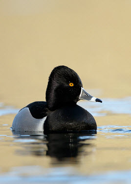 Ring-necked duck - UK Portrait,face picture,face shot,eyes,Eye,environment,ecosystem,Habitat,Lake,lakes,Terrestrial,ground,Yellow,Yellow eyes,Aquatic,water,water body,Wetland,mire,muskeg,peatland,bog,eye colour,face,blur,s