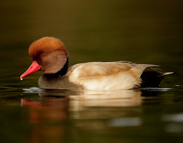 Red-crested pochard - UK environment,ecosystem,Habitat,fresh water,Freshwater,Lake,lakes,coloration,Colouration,colours,color,colors,Colour,Bill,bills,blur,selective focus,blurry,depth of field,Shallow focus,blurred,soft focu
