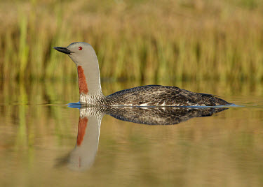 Red-throated diver - UK Red-throated diver,Red-throated loon,Animalia,Chordata,Aves,Gaviiformes,Gaviidae,Gavia stellata,Birds,Swans,Ducks & Geese,Swans, Ducks & Geese,Ciconiiformes,Herons Ibises Storks and Vultures,Loons,Cho