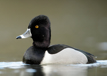 Ring-necked duck - UK Ring-necked duck,Animalia,Chordata,Aves,Anseriformes,Anatidae,Aythya collaris,Birds,Swans,Ducks & Geese,Swans, Ducks & Geese