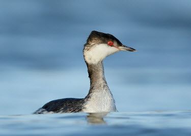 Horned grebe - UK Aquatic,water,water body,blur,selective focus,blurry,depth of field,Shallow focus,blurred,soft focus,Terrestrial,ground,Wetland,mire,muskeg,peatland,bog,Lake,lakes,Portrait,face picture,face shot,envi