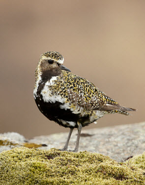 Eurasian golden plover - UK Eurasian Golden Plover,Eurasian Golden-Plover,European Golden Plover,European Golden-Plover,Golden Plover,Animalia,Chordata,Aves,Charadriiformes,Charadriidae,Pluvialis apricaria,Birds,Waders,Golden pl