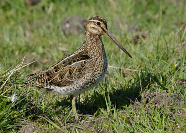 Common snipe - UK face,Bill,bills,Mouth,mouthpart,mouths,mouthparts,wader,wading bird,bird,birds,Common snipe,Gallinago gallinago,Birds,Waders,Charadriiformes,Shorebirds and Terns,Aves,Chordates,Chordata,Sandpipers, Ph