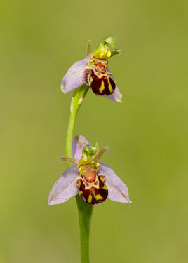 Bee orchid - UK orchid,plant,plants,flower,Bee orchid,Ophrys apifera,Ophrys,Orchid Family,Orchidaceae,Monocots,Liliopsida,Not Evaluated,IUCN Red List,Plantae,Europe,Rock,Africa,Tracheophyta,Asia,CITES,Orchidales,Terr