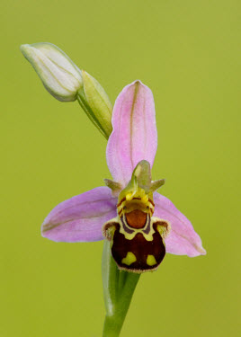 Bee orchid - UK environment,ecosystem,Habitat,Grassland,Close up,Terrestrial,ground,orchid,plant,plants,flower,Bee orchid,Ophrys apifera,Orchid Family,Orchidaceae,Monocots,Liliopsida,Not Evaluated,IUCN Red List,Plant