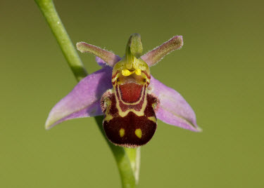 Bee orchid - UK Green background,coloration,Colouration,blur,selective focus,blurry,depth of field,Shallow focus,blurred,soft focus,Grassland,environment,ecosystem,Habitat,Terrestrial,ground,colours,color,colors,Colo