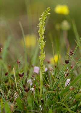 Bog orchid - UK Grassland,Terrestrial,ground,Close up,environment,ecosystem,Habitat,orchid,plant,plants,flower,Bog orchid,Hammarbya paludosa