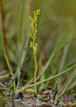 Bog orchid - UK Terrestrial,ground,environment,ecosystem,Habitat,Close up,Grassland,orchid,plant,plants,flower,Bog orchid,Hammarbya paludosa