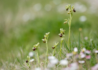 Early spider orchid - UK orchid,plant,plants,flower,Early spider orchid,Ophrys sphegodes,Orchid Family,Orchidaceae,Monocots,Liliopsida,Europe,Near Threatened,Urban,Tracheophyta,Orchidales,Grassland,Terrestrial,Ophrys,Photosyn