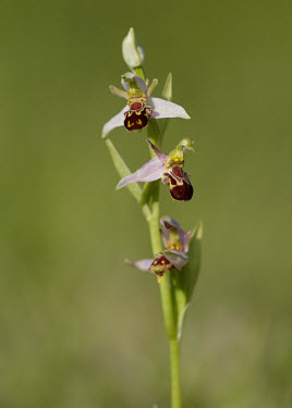 Bee orchid - UK Terrestrial,ground,environment,ecosystem,Habitat,Close up,Grassland,orchid,plant,plants,flower,Bee orchid,Ophrys apifera,Orchid Family,Orchidaceae,Monocots,Liliopsida,Not Evaluated,IUCN Red List,Plant