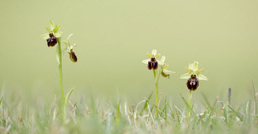 Early spider orchid - UK environment,ecosystem,Habitat,floral,Flower,mimic,Mimicry,copy,Close up,Grassland,Terrestrial,ground,orchid,plant,plants,flower,Early spider orchid,Ophrys sphegodes,Orchid Family,Orchidaceae,Monocots,