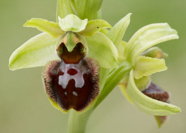 Early spider orchid - UK Terrestrial,ground,floral,Flower,mimic,Mimicry,copy,Grassland,environment,ecosystem,Habitat,Close up,orchid,plant,plants,flower,Early spider orchid,Ophrys sphegodes,Orchid Family,Orchidaceae,Monocots,