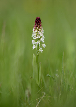Burnt-tip orchid - UK blur,selective focus,blurry,depth of field,Shallow focus,blurred,soft focus,white,Close up,Terrestrial,ground,Grassland,colours,color,colors,Colour,coloration,Colouration,pink,Grass,environment,ecosys