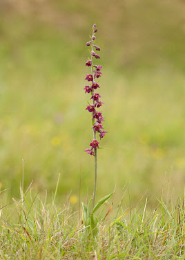 Dark-red helleborine - UK colours,color,colors,Colour,bloom,flowered,flower,in bloom,blooming,Flowering,flowers,environment,ecosystem,Habitat,Close up,Stage,pink,Terrestrial,ground,floral,Flower,Grassland,coloration,Colouratio