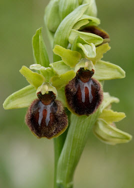 Early spider orchid - UK environment,ecosystem,Habitat,Close up,Grassland,Terrestrial,ground,floral,Flower,orchid,plant,plants,flower,Early spider orchid,Ophrys sphegodes,Orchid Family,Orchidaceae,Monocots,Liliopsida,Europe,N