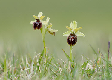 Early spider orchid - UK environment,ecosystem,Habitat,Grassland,Close up,Terrestrial,ground,floral,Flower,orchid,plant,plants,flower,Early spider orchid,Ophrys sphegodes,Orchid Family,Orchidaceae,Monocots,Liliopsida,Europe,N