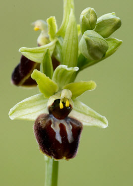 Early spider orchid - UK Close up,Grassland,floral,Flower,environment,ecosystem,Habitat,Terrestrial,ground,orchid,plant,plants,flower,Early spider orchid,Ophrys sphegodes,Orchid Family,Orchidaceae,Monocots,Liliopsida,Europe,N