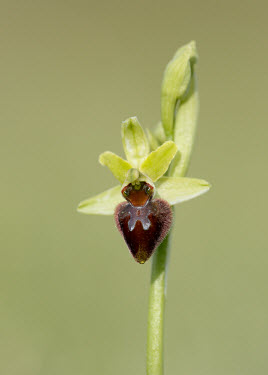 Early spider orchid - UK environment,ecosystem,Habitat,Close up,floral,Flower,mimic,Mimicry,copy,Terrestrial,ground,Grassland,orchid,plant,plants,flower,Early spider orchid,Ophrys sphegodes,Orchid Family,Orchidaceae,Monocots,
