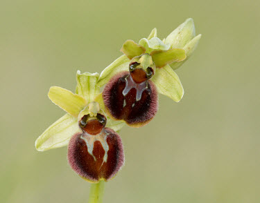 Early spider orchid - UK orchid,plant,plants,flower,Early spider orchid,Ophrys sphegodes,Orchid Family,Orchidaceae,Monocots,Liliopsida,Europe,Near Threatened,Urban,Tracheophyta,Orchidales,Grassland,Terrestrial,Ophrys,Photosyn