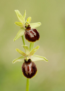Early spider orchid - UK Terrestrial,ground,Grassland,Close up,environment,ecosystem,Habitat,mimic,Mimicry,copy,floral,Flower,orchid,plant,plants,flower,Early spider orchid,Ophrys sphegodes,Orchid Family,Orchidaceae,Monocots,