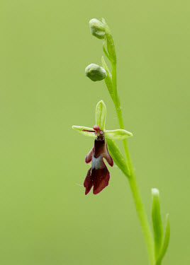 Fly orchid - UK mimic,Mimicry,copy,environment,ecosystem,Habitat,Grassland,Terrestrial,ground,Close up,floral,Flower,orchid,plant,plants,flower,Fly orchid,Ophrys insectifera,Orchid Family,Orchidaceae,Monocots,Liliops