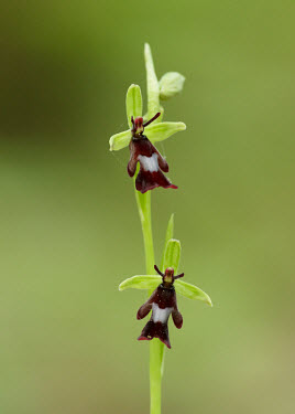 Fly orchid - UK orchid,plant,plants,flower,Fly orchid,Ophrys insectifera,Orchid Family,Orchidaceae,Monocots,Liliopsida,Ophrys myodes,Ophrys muscifera,Europe,Tracheophyta,Terrestrial,Plantae,CITES,Photosynthetic,Appen