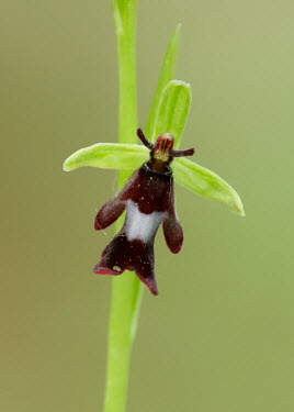 Fly orchid - UK mimic,Mimicry,copy,environment,ecosystem,Habitat,Grassland,Close up,floral,Flower,Terrestrial,ground,orchid,plant,plants,flower,Fly orchid,Ophrys insectifera,Orchid Family,Orchidaceae,Monocots,Liliops