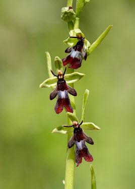Fly orchid - UK Grassland,environment,ecosystem,Habitat,Terrestrial,ground,floral,Flower,mimic,Mimicry,copy,Close up,orchid,plant,plants,flower,Fly orchid,Ophrys insectifera,Orchid Family,Orchidaceae,Monocots,Liliops