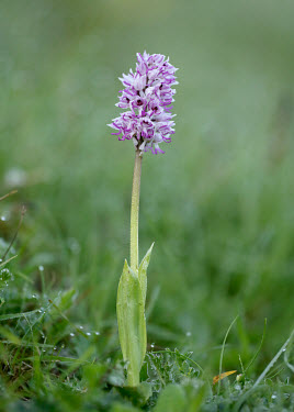 Monkey orchid - UK wildflower meadow,Meadow,pink,colours,color,colors,Colour,Grassland,Close up,Terrestrial,ground,environment,ecosystem,Habitat,floral,Flower,coloration,Colouration,Greenery,foliage,vegetation,orchid,pl