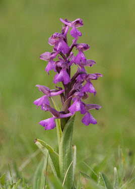 Green-winged orchid - UK colours,color,colors,Colour,violet,indigo,Purple,Close up,Greenery,foliage,vegetation,floral,Flower,Grassland,Terrestrial,ground,coloration,Colouration,wildflower meadow,Meadow,environment,ecosystem,H