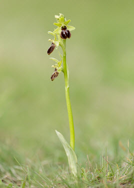 Early spider orchid - UK Terrestrial,ground,Close up,floral,Flower,environment,ecosystem,Habitat,Grassland,mimic,Mimicry,copy,orchid,plant,plants,flower,Early spider orchid,Ophrys sphegodes,Orchid Family,Orchidaceae,Monocots,