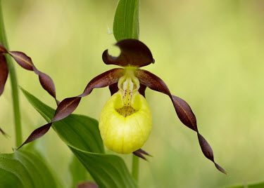 Ladys slipper orchid - UK orchid,plant,plants,flower,Ladys slipper orchid,Cypripedium calceolus,Lady's slipper orchid,Orchid Family,Orchidaceae,Monocots,Liliopsida,Photosynthetic,Appendix II,Terrestrial,Tracheophyta,STAT_HD,Or