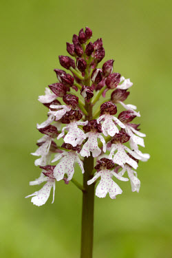 Lady orchid - UK Close up,Greenery,foliage,vegetation,Grassland,floral,Flower,Terrestrial,ground,wildflower meadow,Meadow,environment,ecosystem,Habitat,orchid,plant,plants,flower,Lady orchid,Orchis purpurea,Orchid Fam