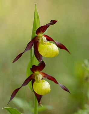 Ladys slipper orchid - UK orchid,plant,plants,flower,Ladys slipper orchid,Cypripedium calceolus,Lady's slipper orchid,Orchid Family,Orchidaceae,Monocots,Liliopsida,Photosynthetic,Appendix II,Terrestrial,Tracheophyta,STAT_HD,Or
