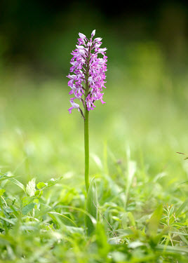 Military orchid - UK orchid,plant,plants,flower,Military orchid,Orchis militaris,Orchid Family,Orchidaceae,Monocots,Liliopsida,Vulnerable,Orchis,Plantae,Wildlife and Conservation Act,Europe,Grassland,Orchidales,Photosynth