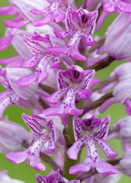 Military orchid - UK Close up,wildflower meadow,Meadow,floral,Flower,Grassland,environment,ecosystem,Habitat,Terrestrial,ground,Greenery,foliage,vegetation,orchid,plant,plants,flower,Military orchid,Orchis militaris,Orchi
