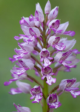 Military orchid - UK wildflower meadow,Meadow,environment,ecosystem,Habitat,Greenery,foliage,vegetation,floral,Flower,Terrestrial,ground,Close up,Grassland,orchid,plant,plants,flower,Military orchid,Orchis militaris,Orchi