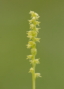 Musk orchid - UK Musk orchid,Plantae,Tracheophyta,Liliopsida,Orchidales,Orchidaceae,orchid,Herminium monorchis