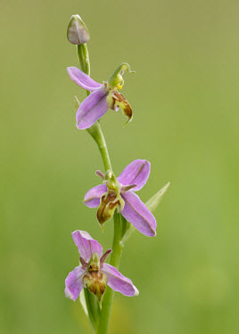 Wasp orchid - UK Wasp orchid,Plantae,Tracheophyta,Liliopsida,Orchidales,Orchidaceae,orchid,Ophrys apifera,Ophrys apifera var. trollii,Ophrys apifera v trollii,Ophrys apifera trollii,variance,Ophrys apifera v trolli