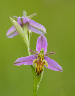 Wasp orchid - UK floral,Flower,violet,indigo,Purple,Greenery,foliage,vegetation,Grassland,Close up,Terrestrial,ground,wildflower meadow,Meadow,coloration,Colouration,environment,ecosystem,Habitat,colours,color,colors,