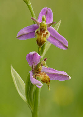 Wasp orchid - UK floral,Flower,wildflower meadow,Meadow,Grassland,environment,ecosystem,Habitat,Greenery,foliage,vegetation,Terrestrial,ground,Close up,Wasp orchid,Plantae,Tracheophyta,Liliopsida,Orchidales,Orchidacea