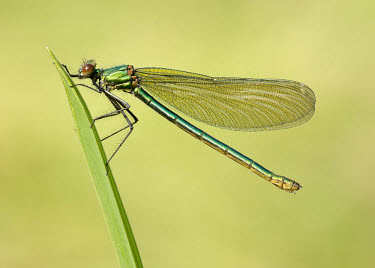 Banded demoiselle - UK Macro,macrophotography,blur,selective focus,blurry,depth of field,Shallow focus,blurred,soft focus,Close up,Banded demoiselle,Calopteryx splendens,Insects,Insecta,Broad-winged Damselflies,Calopterygid