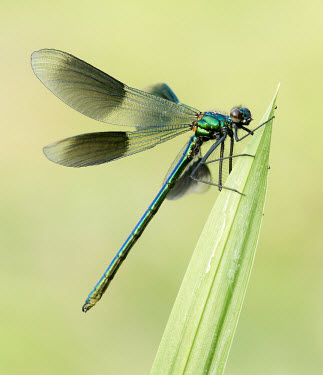 Banded demoiselle - UK Banded demoiselle,Calopteryx splendens,Insects,Insecta,Broad-winged Damselflies,Calopterygidae,Odonata,Dragonflies and Damselflies,Arthropoda,Arthropods,banded agrion,Caloptéryx Éclatant,Animalia,As
