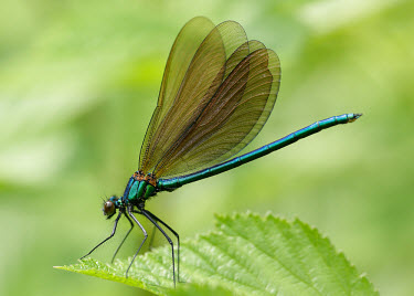 Beautiful demoiselle - UK Beautiful demoiselle,Animalia,Arthropoda,Insecta,Odonata,Calopterygidae,Calopteryx virgo