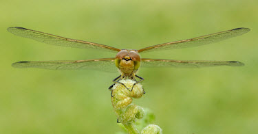 Common darter - UK Macro,macrophotography,Green background,Close up,Common darter,Animalia,Arthropoda,Insecta,Odonata,Libellulidae,Sympetrum striolatum