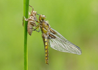 Broad-bodied chaser - UK Broad-bodied chaser,Animalia,Arthropoda,Insecta,Odonata,Libellulidae,Libellula depressa